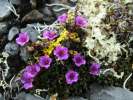 Tundra Flowers and Lichen